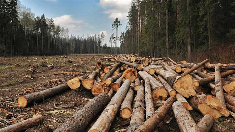 Потеря лесного покрова